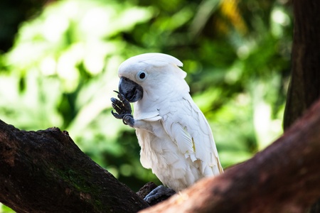 white of beautiful parrot in a treeの写真素材