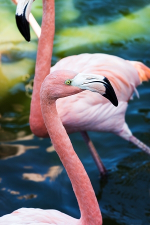 flamingo head close-up on the background of waterの写真素材