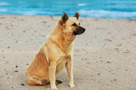 Beautiful dog sitting on the beachの写真素材