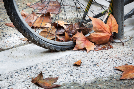 bicycle wheel with fallen leaves of treesの写真素材