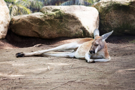 beautiful sleeping kangaroo in the sandの写真素材
