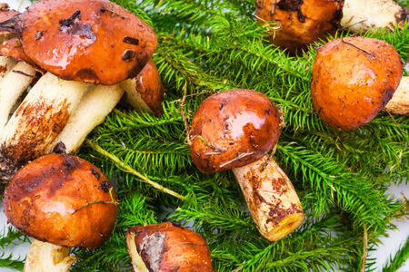 beautiful fresh mushrooms and spruce branchesの写真素材