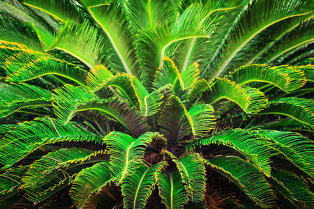 green palm leaves close upの写真素材