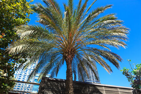 palm tree on a background of a modern cityの写真素材