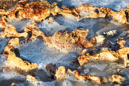 corals on the sea shore on a sunny day