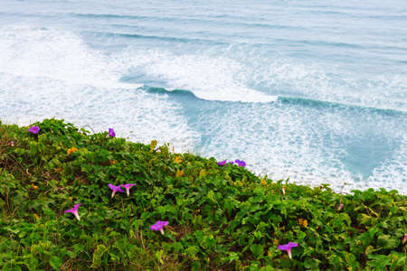 beautiful flowers on the shore of the Pacific Oceanの写真素材