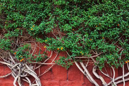 beautiful plant on the background of a red wallの写真素材