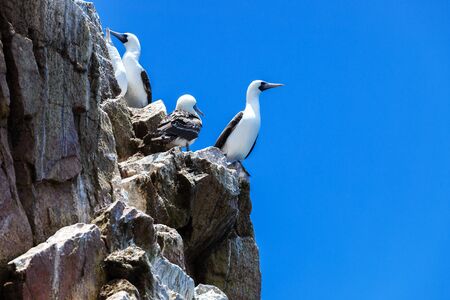 peruvian gannets on rocks of Ballestas Islandsの写真素材