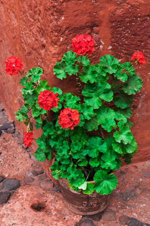 geranium standing on the corner of the red buildingの写真素材