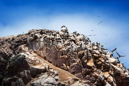 peruvian gannets on the rocks of Ballestas Islandsの写真素材