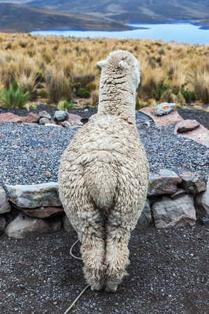 alpaca standing back in the highlandsの写真素材