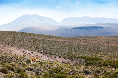 beautiful vicuna in the highlands of Peru