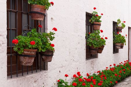 geraniums in the courtyard of the old conventの写真素材