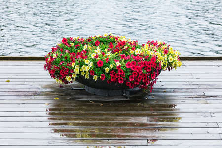 flower bed with petunia on the river bankの写真素材