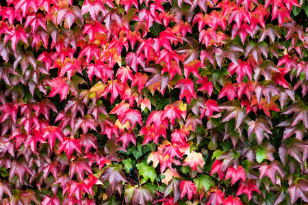 bright red and green autumn background with ivy