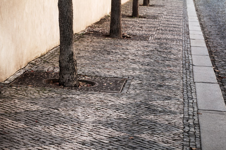 stone pavement with trees in the city