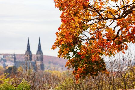beautiful autumn tree in the parkの写真素材