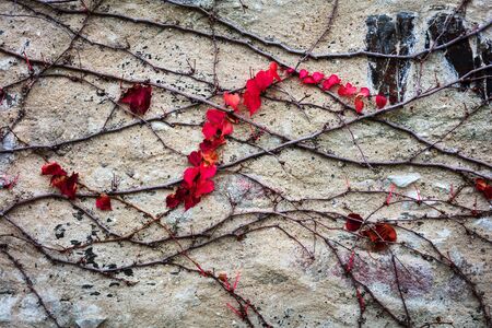 ivy on stone wall, abstract grunge background