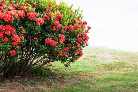 bush with red flowers in the parkの写真素材