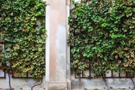 hedge of plants on the wall of the houseの写真素材