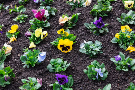 seedlings of flowers in a flower bedの写真素材