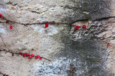 ivy on stone wall, abstract grunge backgroundの写真素材