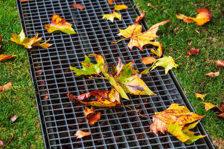 Maple leaves on the lattice in the fallの写真素材