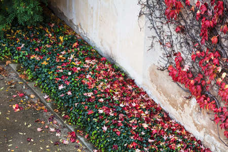 wall and fallen leaves in autumn in the city