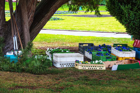 planting flowers on a sunny day