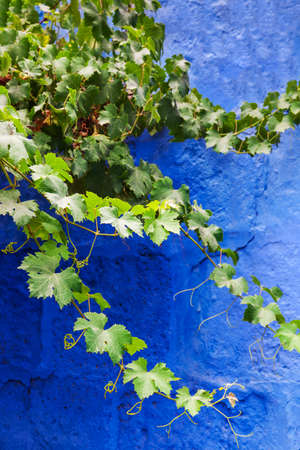 green ivy foliage against a blue wallの写真素材