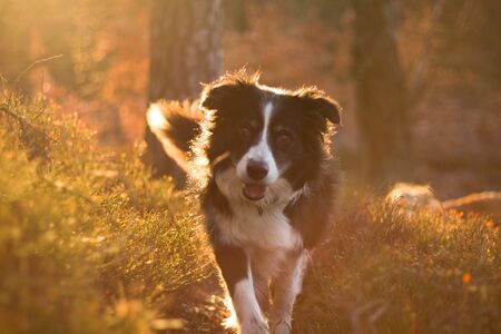spring portrait of a black and white border collie at orange sunrise