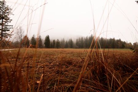 Autumn landscape in a foggy forestの写真素材