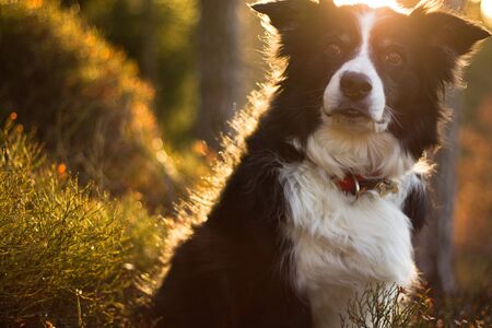 spring portrait of a black and white border collie at orange sunriseの写真素材