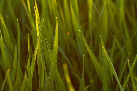 green grass with sunbeams close-up