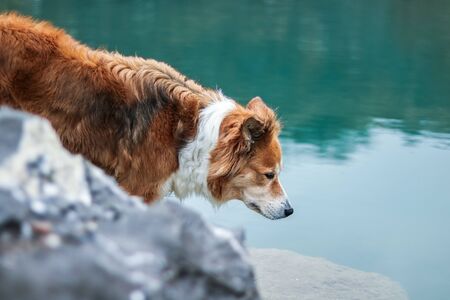 serious view of the border collie at the lakeの写真素材