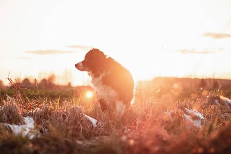black and white dog Border collie stay on grass. sunset. autumnの写真素材