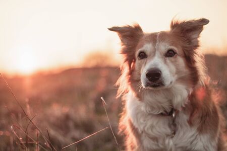 brown border collie at sunset lightの写真素材