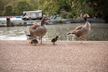 the family of ducks with duckling near to lakeの写真素材
