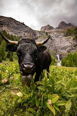 brown and black swiss cows on mountain pasture in Switzerlandの写真素材