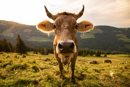 brown and black swiss cows on mountain pasture in Switzerland with bell.の写真素材