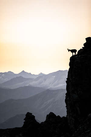 silhouette of a walking chamois in the Swiss Alps. Switzerlandの写真素材