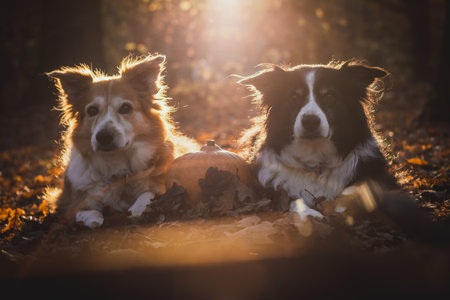 Two border collies in the backgroun light with pumkin, lying in orange fallen leaves, autumnの写真素材