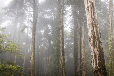 rainy green and foggy forest in portugal