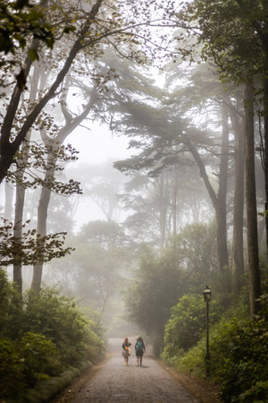 rainy green and foggy forest in portugalの写真素材