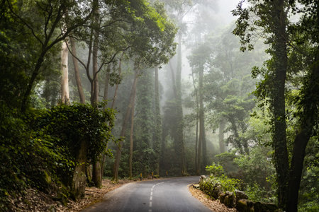 Dark rainy landscape with a forest road