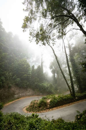 Dark rainy landscape with a forest roadの写真素材