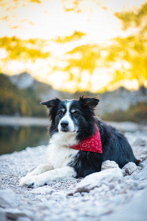 Border Collie in front of austria lakeの写真素材