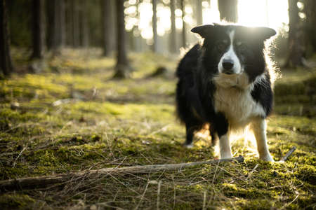Black and white border collie in green forest with backgroubd light. sun beamsの写真素材