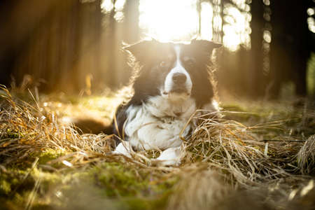 Black and white border collie in green forest with backgroubd lightの写真素材