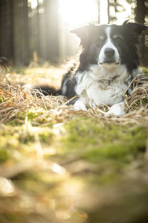 Black and white border collie in green forest with backgroubd lightの写真素材